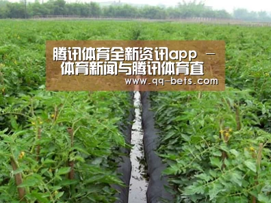种植基地三